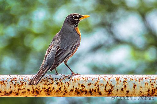 Robin On A Rusting Railing_DSCF20330.jpg - American Robin (Turdus migratorius) photographed at Smiths Falls, Ontario, Canada.